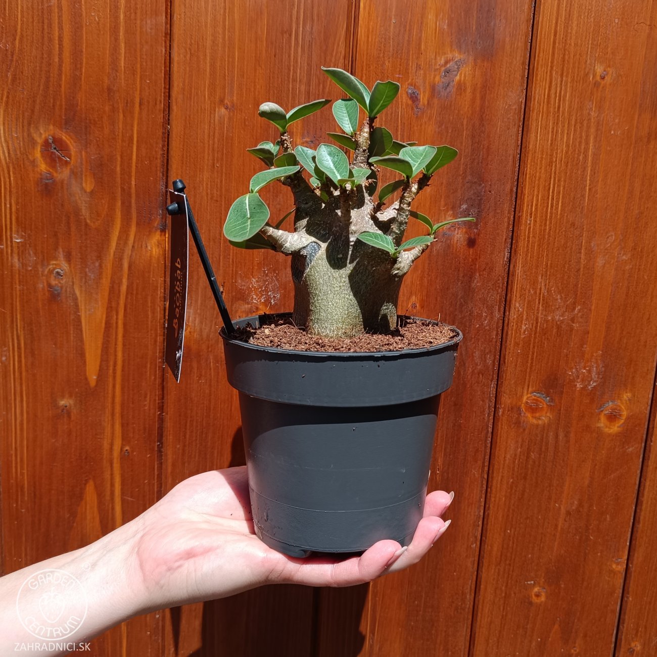 Obrázok Adenium (Adenium obesum) ‘ANSU BAOBAB’ - výška 10-15 cm, kont. C1L